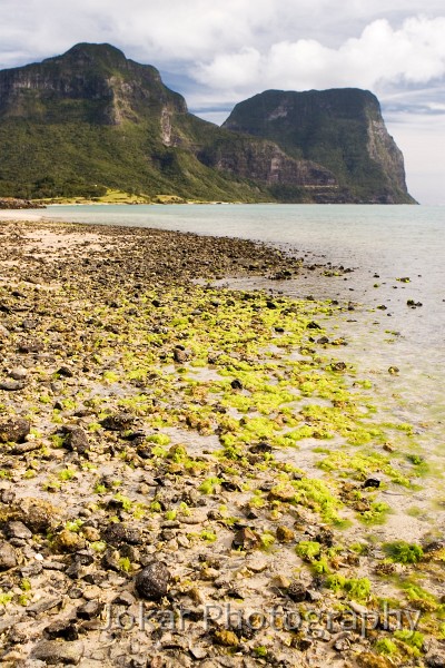 Lord Howe Island_20061207_028.jpg